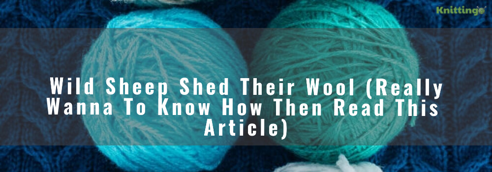 Wild Sheep Shed Their Wool