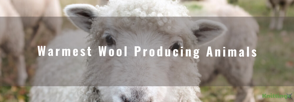 Warmest Wool Producing Animals