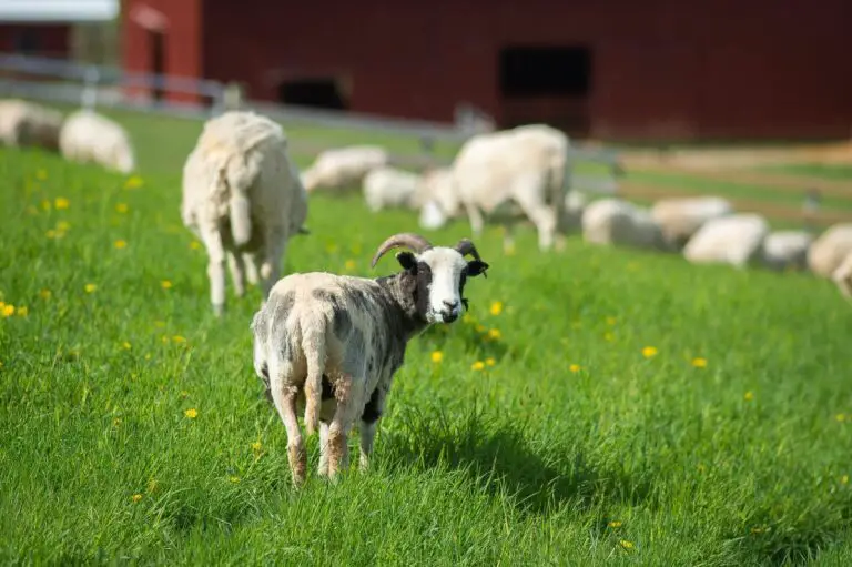 Is Sheep Shearing Cruel?