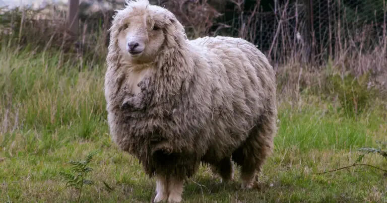 How Many Pounds of Wool per Sheep: A Comprehensive Guide
