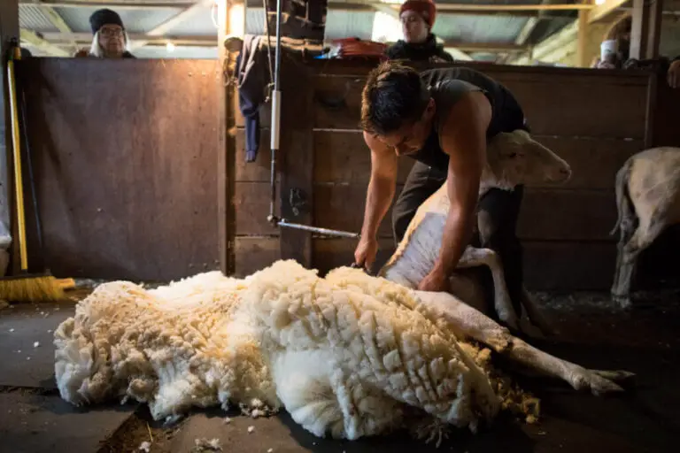 How Often Do You Shear Sheep: A Comprehensive Guide