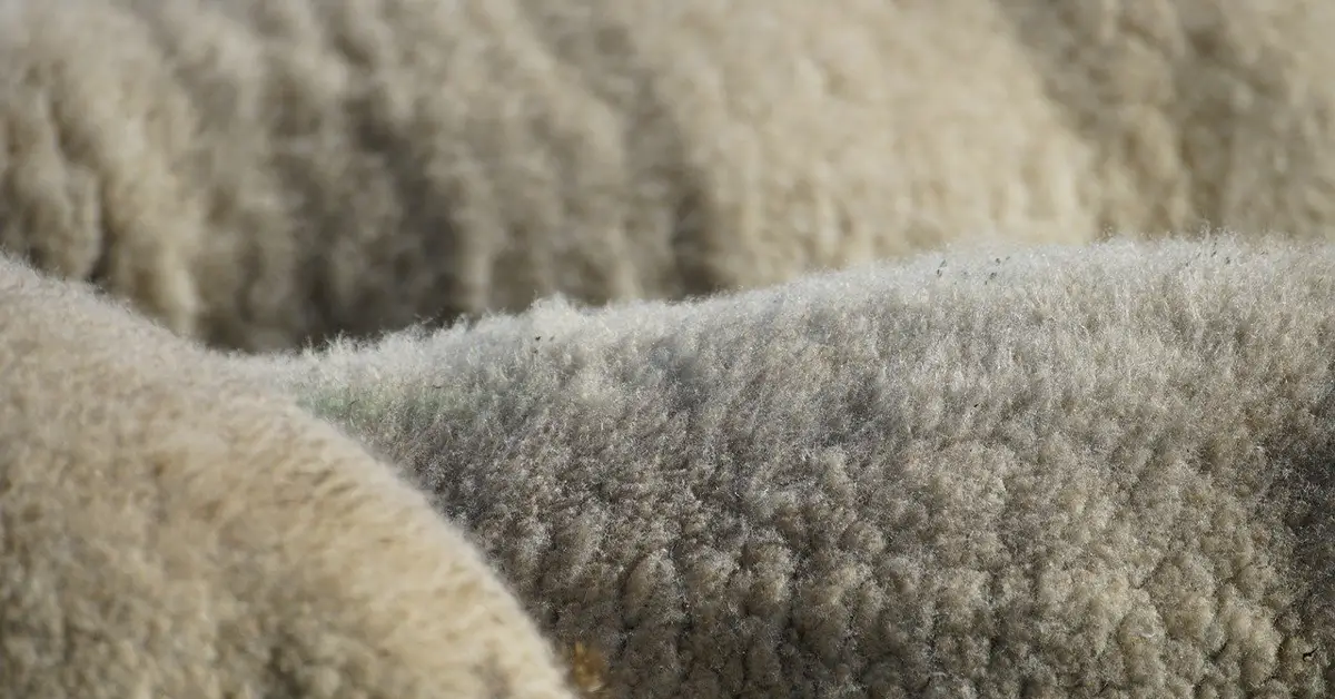 Lambswool