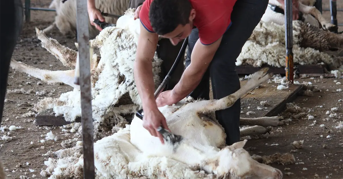 Sheep Shearing