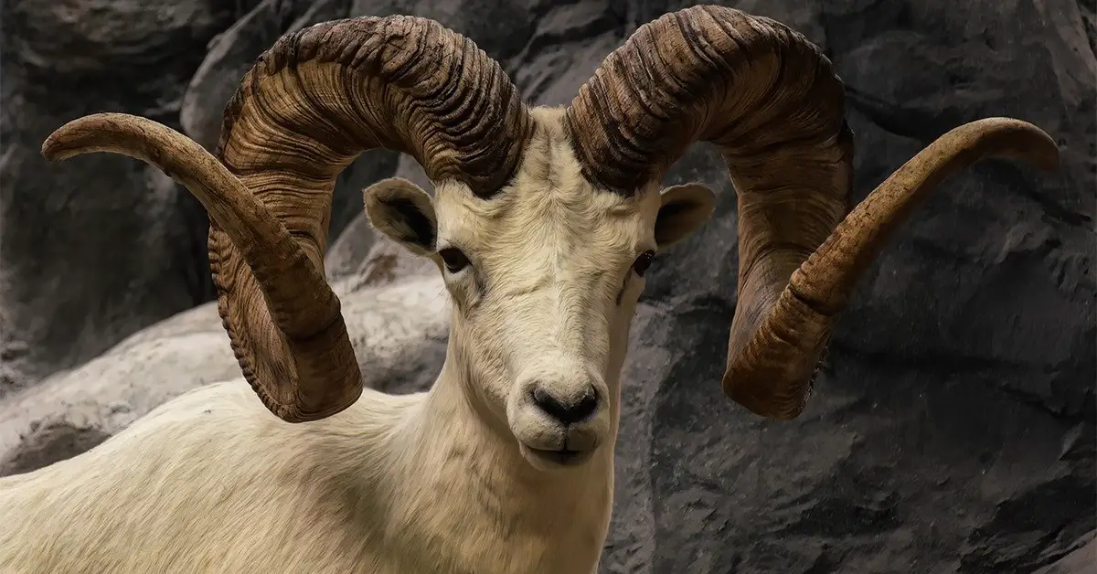 Wild Sheep